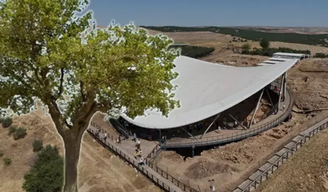 Göbeklitepe'den yükselen dut ağacının sırrı