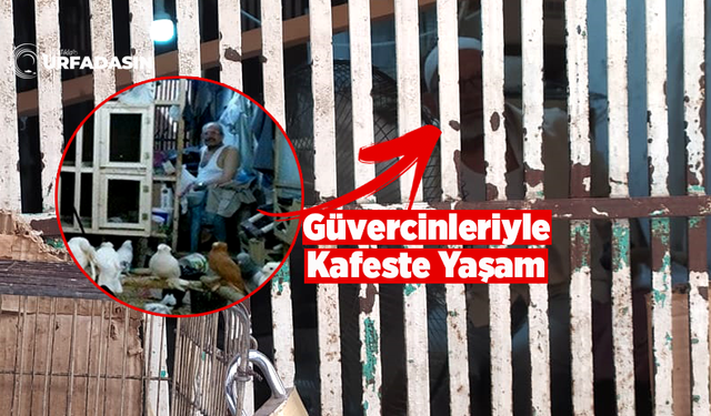 Güvercinleriyle Yaz Kış Hafta Sonu Bile Aynı Kafeste Yaşıyor