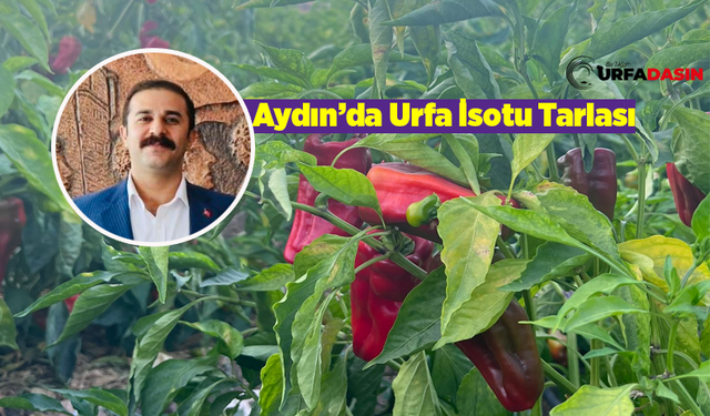 İsotun Şanlıurfa'dan Aydın'a 'Acı' Serüveni