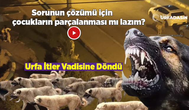 Urfa'da Sokak Köpekleri Dehşet Saçtı Korku Dolu Anlar Yaşandı