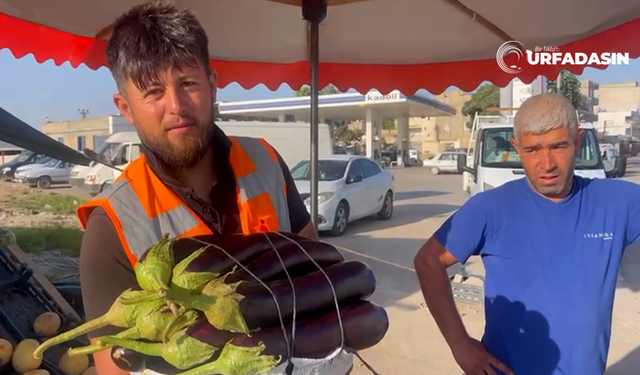 Fırıncılığı Bırakıp Kebaplık Patlıcan Yetiştirmeye Başladı Umduğunu Bulamadı