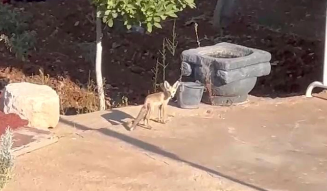 Şanlıurfa'da Tilki Tavukların Gazabına Uğradı