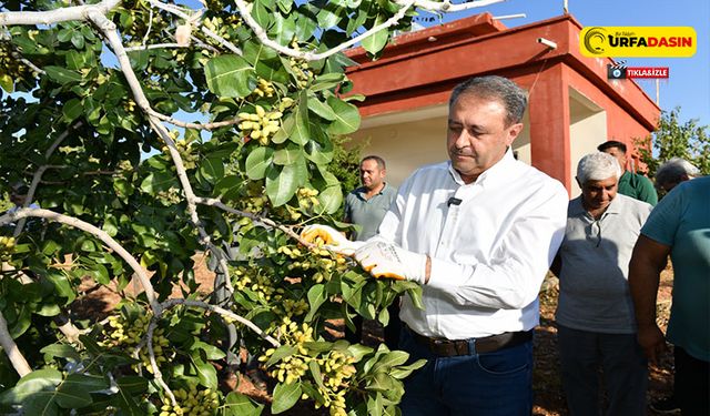 Vali Şıldak Erken Fıstık Hasadına Katıldı