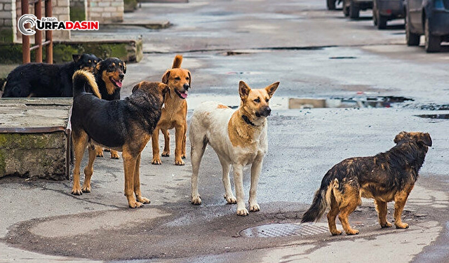 Viranşehir'de Sokak Köpeği Dehşeti, Saldırıya Uğrayan Genç Yaralandı