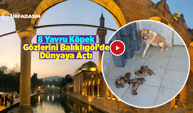 Urfa'da Sokak Köpeği Balıklıgöl’de Doğum Yaptı