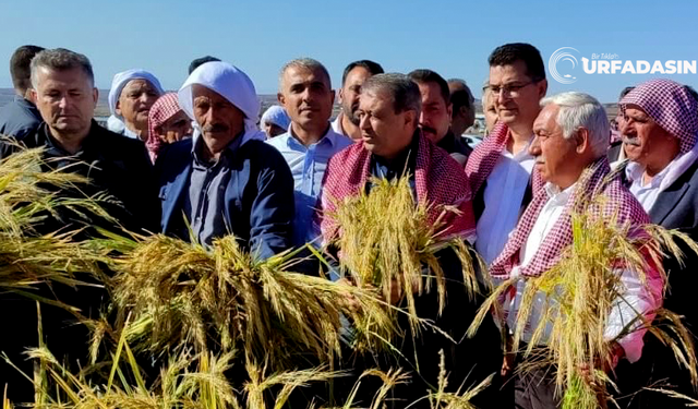 Karacadağ Pirincinin Hasadı Başladı, 1400 Ton Rekolte Bekleniyor