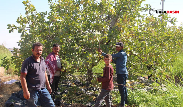 En Büyük Tarım İşletmesinde Fıstık Hasadı Başladı, Bakın Kaç İşçi Çalışıyor