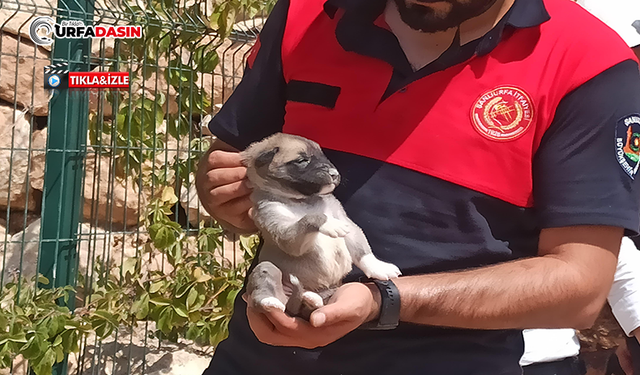 Girdiği Kayalıkların Arasında Sıkışan Yavru Köpeği İtfaiye Kurtardı