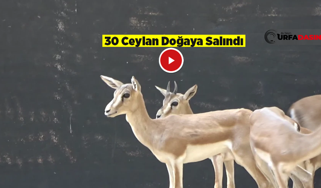 Urfa Ceylanı Sadece Türkülerde Değil, Tabiatta da Varlığını Sürdürüyor