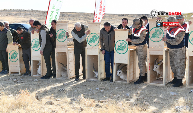 Urfa Dağlarında Gezen Ceylanların Sayısı Artıyor