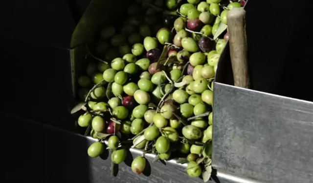 Yeni Mahsul "Kırma Yeşil Zeytin" Damakları Tatlandırmaya Başladı