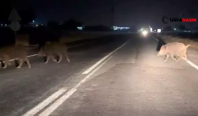 Şanlıurfa'da Domuzlar Şehre İİndi