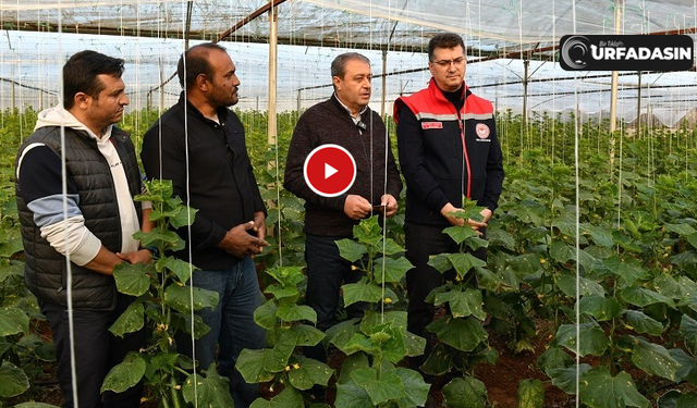 Şanlıurfa'da Örtü Altı Tarımsal Üretim İki Katına Çıktı