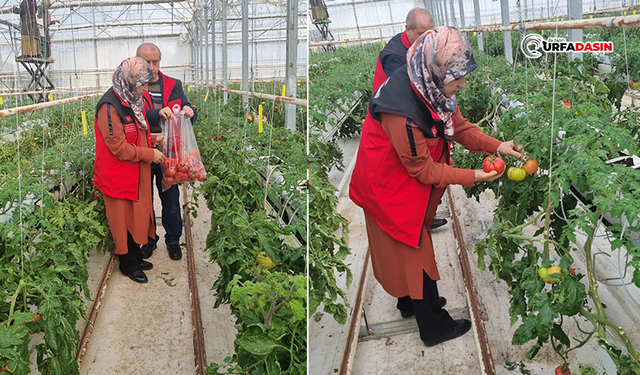 GAP’la Gelen Bereket Şanlıurfa'da Seracılığı Büyüttü