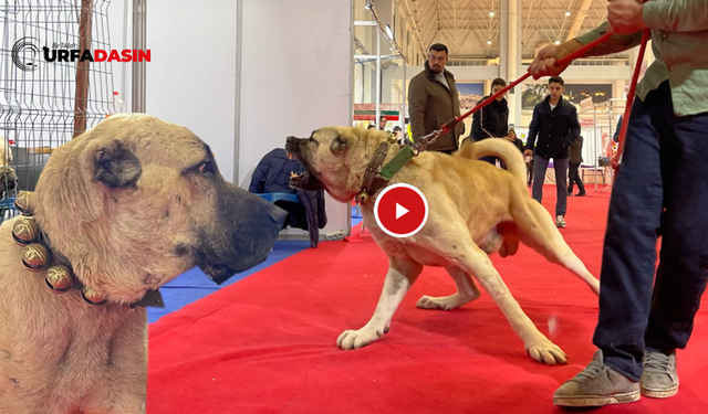 Urfa'nın Güreği Kurt Boğan Köpekleri,Sivas Kangal Köpeklerine Kafa Tutuyor