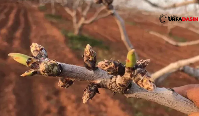 Şanlıurfa’da Fıstıkta Bereketli Bir Sezon Olacağı Ön Görülüyor
