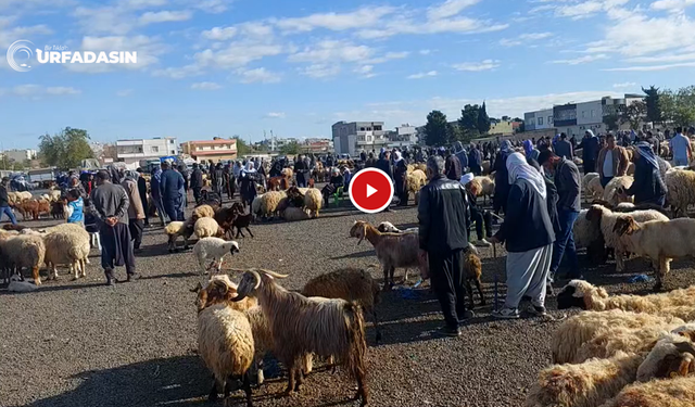 Şanlıurfa'da Hayvan Yetiştiricileri Çok Dertli