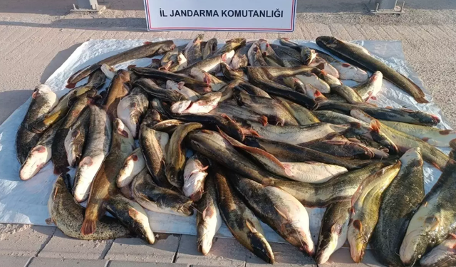 Şanlıurfa'da Kaçak Balık Avlanmaya 24 Bin Lira Ceza Kesildi