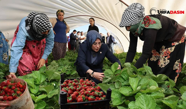 Şanlıurfa'da İlk Çilek Hasadını Milletvekili Yaptı