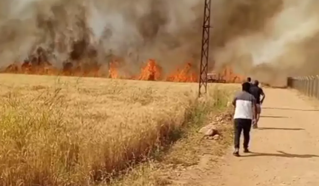 Harran'da 40 Dönüm Buğday Ekili Alan Yandı Bitti Kül Oldu!