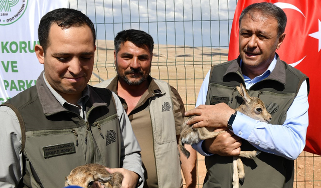 Urfa Ceylanları Artık Sadece Türkülerde Değil Doğal Hayatta da Yaşatılıyor