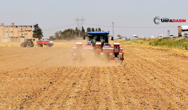 Mısır Ekimi Su Ve Enerji Kaynaklarında Sorunlara Yol Açıyor