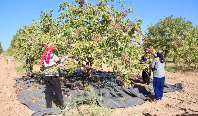 Şanlıurfa'da Fıstık Hasadı Tamamlandı Fiyatı Yüzde 100 Arttı