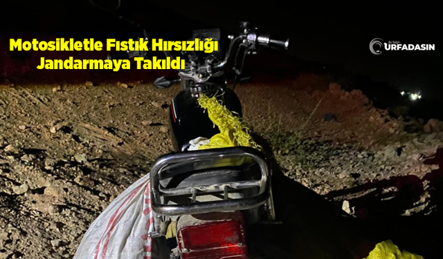 Şanlıurfa’da Fıstık Hırsızlığı Yapan 2 Kişiden Biri Tutuklandı