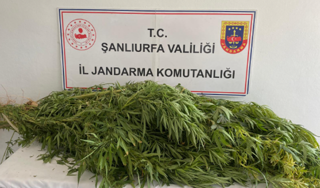 Şanlıurfa'da Kökünü Kazıyana Kadar Devam;2 Gözaltı