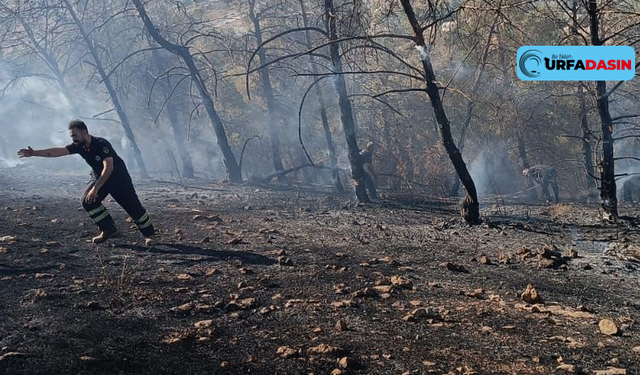 Şanlıurfa'nın Azıcak Ormanlık Alanı Var O da Yangınlarla Kül Oluyor