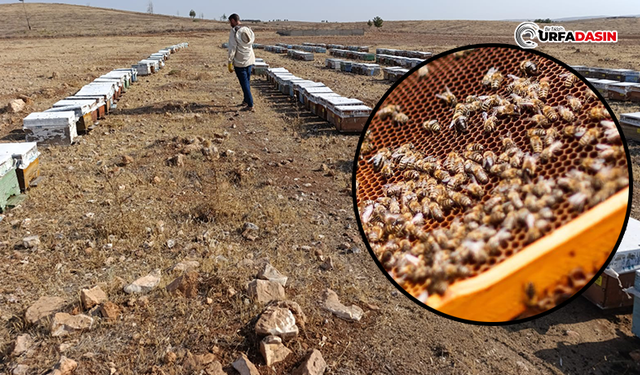 Şanlıurfa’da Arıcılık Yaygınlaşıyor: Üretim 2.5 Kat Arttı