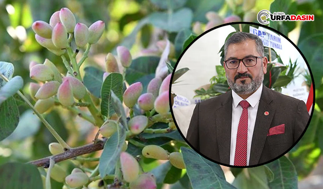 Fıstık İthalatını Engellemek İçin Bakanla Görüştü Ama Nafile