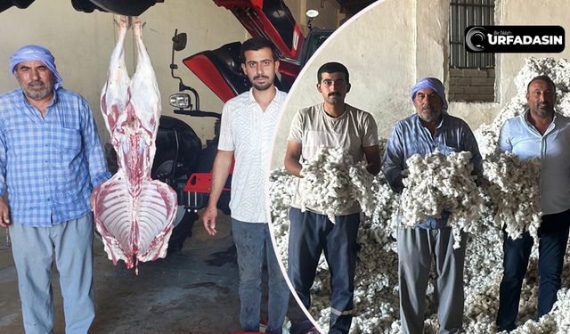 Şanlıurfa'da Fabrikalar Pamuk Hasadı Sezonunu Kurban Keserek Başlattı