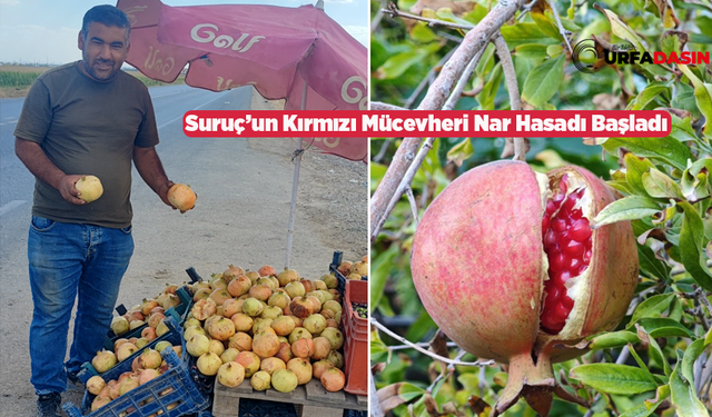 Şanlıurfa Suruç'un Tescilli Narı Tezgahlarda Yerini Aldı
