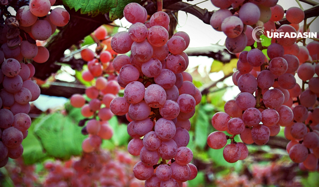 Kırmızı Üzümün Bu Faydasını Çoğu Kişi Bilmiyor