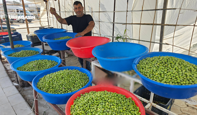 Şanlıurfa'da Zeytin Sezonu İçin Geri Sayım Başladı