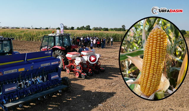 Şanlıurfa’da Hayata Geçirilen Örnek Tarım Metodu Çiftçilere Tanıtıldı