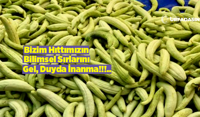 Şanlıurfa'nın Hıttısının Gözden Kaçan Şifa Kaynağı Olduğu Ortaya Çıktı