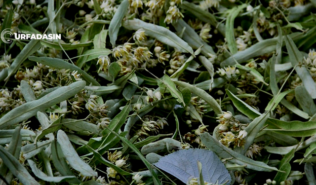 Şanlıurfalılar Aktarların Yolunu Tutmaya Başladı, Ihlamur Fiyatları Rekor Kırıyor
