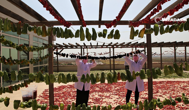 Şanlıurfa Ticaret İl Müdürlüğü, Kadın Kooperatifleri ihya Edecek !