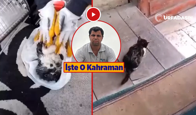 Şanlıurfa'da Balıklıgöl’e Düşen Kedi Kalp Masajıyla Hayata Döndü