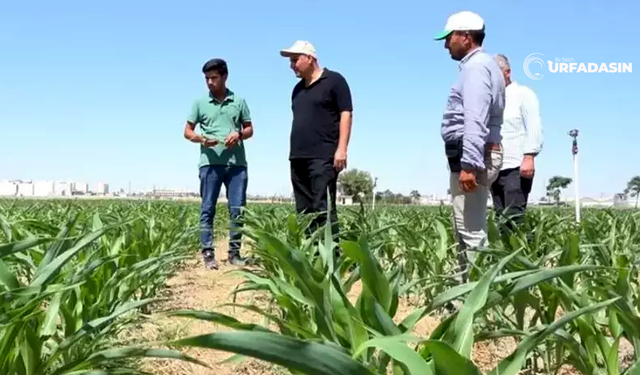 Şanlıurfa'da Yeni Yöntemle Verim Patladı! Üreticilerin Cepleri Dolacak