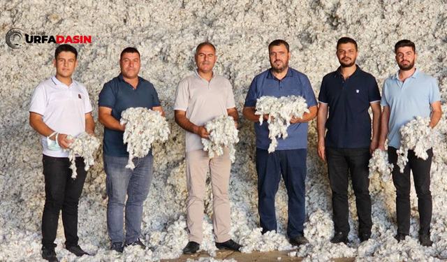 Şanlıurfa'da Cırçır Fabrikalarında Pamuk Alımları Başladı