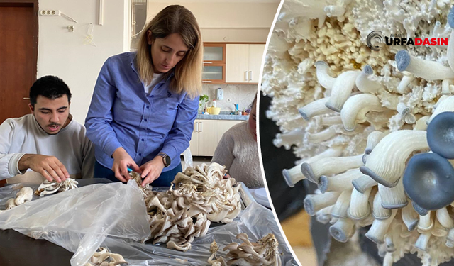 Şanlıurfa’da Özel Öğrenciler, Okulda İstiridye Mantarı Yetiştirdi