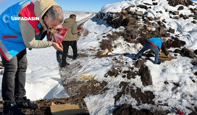 Şanlıurfa'da Yaban Hayvanları İçin Doğaya Yem Bırakıldı