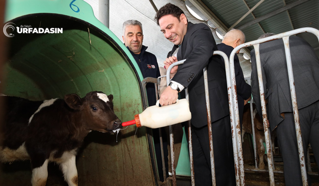 Türkiye’nin En Büyük Besi Çiftliği Şanlıurfa'da Bulunuyor