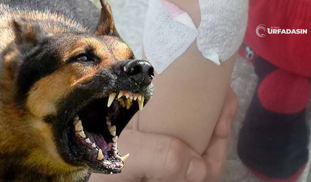 Şanlıurfa'da Sahipsiz Köpeklerin Saldırısına Uğrayan 6 Yaşındaki Çocuk Yaralandı
