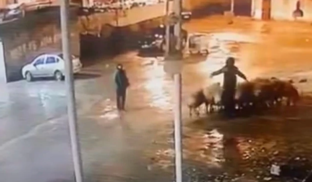 Şanlıurfa Siverek'te 4 Kişi Bir Oldu 19 Koyun Çaldı