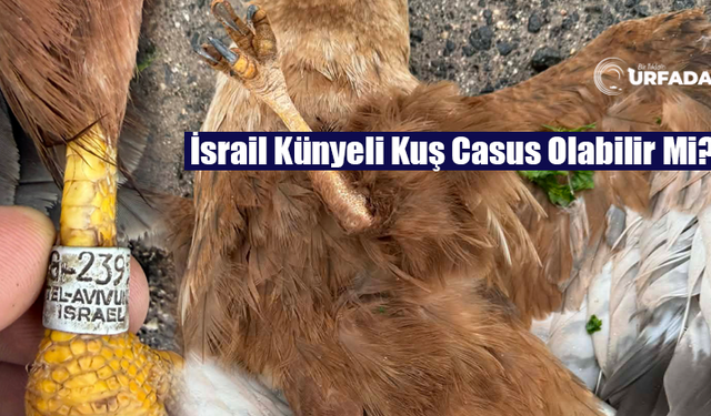 Şanlıurfa'da, İsrail Tel Aviv Künyeli Şahin Ölü Bulundu