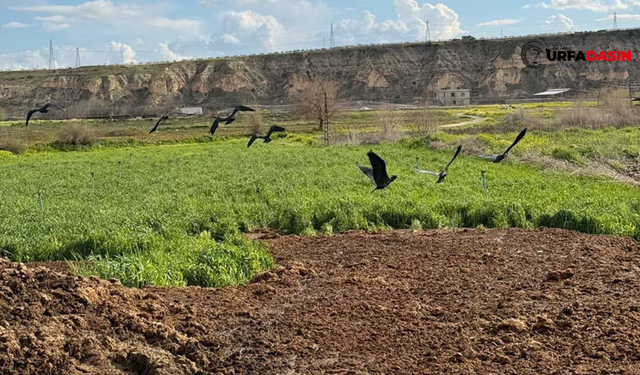 Kelaynak Kuşları Birecik'te Tarım Arazilerinde Böyle Görüntülendi